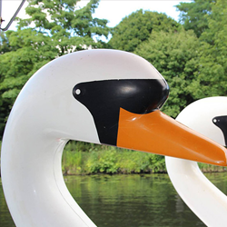Mein Lieber Schwan
